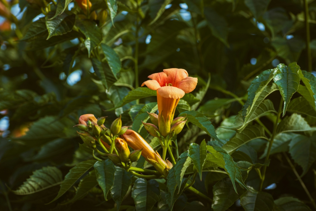 Trumpet flower vine features an orange bloom, native to China.